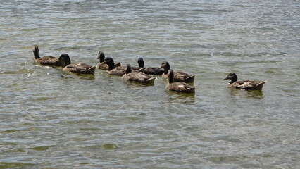 Duck family on a lake - Famille de canard sur un lac