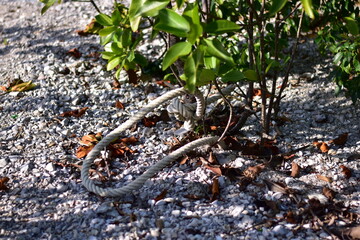 beach nature, Trees and grass
Beachside
