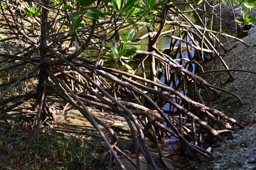 beach nature, Trees and grass
Beachside