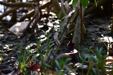 beach nature, Trees and grass
Beachside