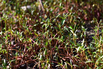 beach nature, Trees and grass
Beachside
