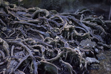 Old tree roots in a green natural forest, Intricate Network of Ancient Tree Roots