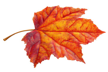Autumn maple leaf on transparent background.