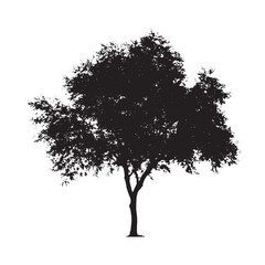 Tree Profile Silhouette of Alder Species