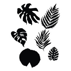 silhouette of tropical leaves with separate white background