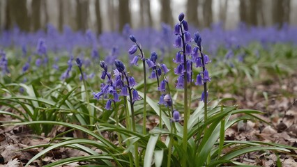 Obraz premium Wild Bluebell Flowers in a Forest Scene for Springtime Decoration
