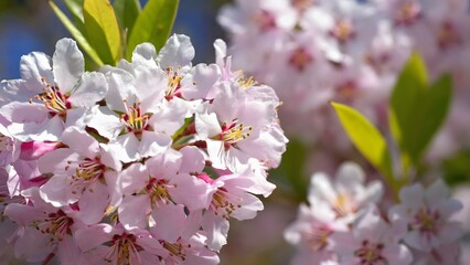 Fototapeta premium Cherry Blossom Flower Cluster in Bloom