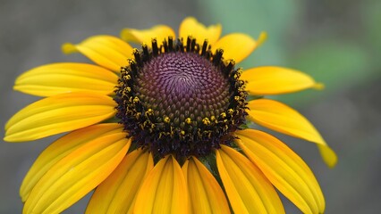 Obraz premium Sunflower Flower Close Up