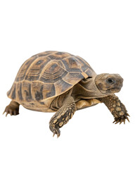 Naklejka premium Young tortoise walking isolated on transparent background