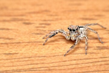 A striking macro view of a jumping spider perched on a wooden surface. The spider’s large, forward-facing eyes dominate its face, giving it a curious and alert expression.