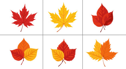 A collection of six autumn leaves in various shades of red orange and yellow on a white background