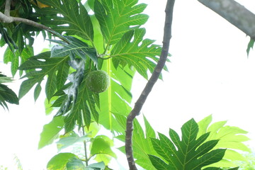 Breadfruit Tree with Lush Green Leaves and Fruit in Tropical Setting