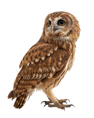 Naklejka premium Short eared owl bird profile isolated on transparent background