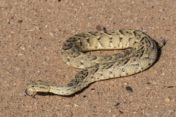 African Puff Adder