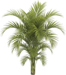 Lush Green Tropical Palm Tree Isolated on White Background Perfect for Landscaping Design and