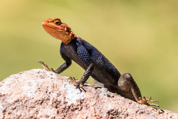Male Namib Rock Agama lifting fingers and toes of a hot rock surface as he basks