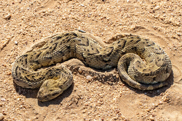 African Puff Adder