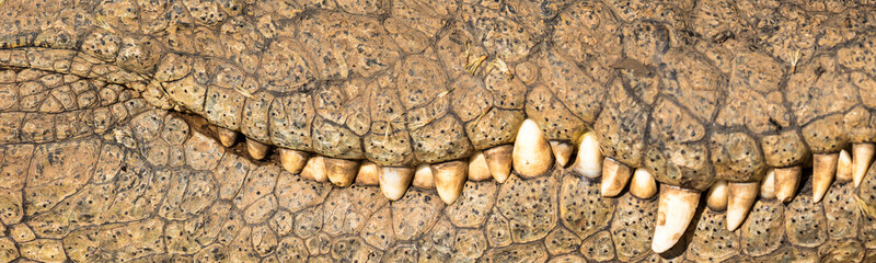 Close up of captive African Nile Crocodile