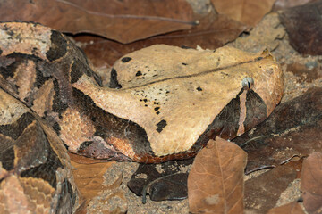 African Gaboon viper in captivity
