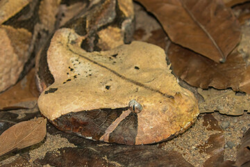 African Gaboon viper in captivity