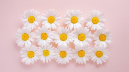 Neatly arranged grid of fifteen daisy flowers with white petals and bright yellow centers, displayed in three rows of five against a soft pink background. Simple and visually pleasing composition with