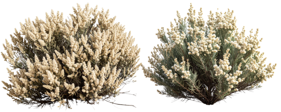 Sagebrush Bush with Fine Detail and Feathered Edge, Isolated PNG