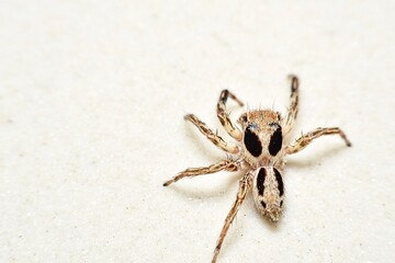 a small jumping spider on a smooth, light-colored surface. The spider’s body displays striking dark markings that resemble large black eyes or spots, giving it a unique and almost comical appearance.