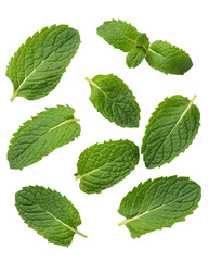 Fresh mint leaves collection isolated on transparent background