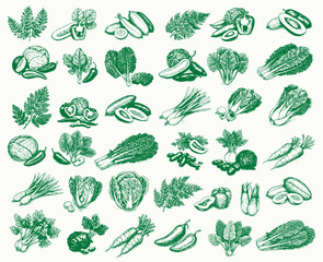 Vegetarian organic healthy food set. Farm vegetables collection. Vegan concept. engraving vector illustration