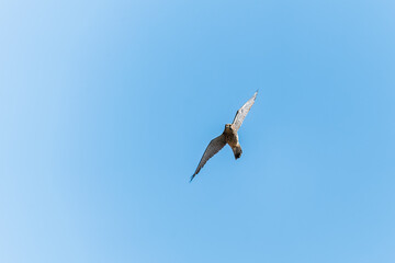 Common kestrel, Falco tinnunculus, hovered in the air in search of prey