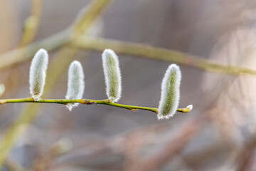 Nature awakes in spring. Blooming willow twigs and furry willow-catkins, so called seals or cats....