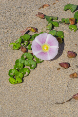 春の鳥取砂丘と砂丘植物 鳥取県 鳥取砂丘 ハマヒルガオ