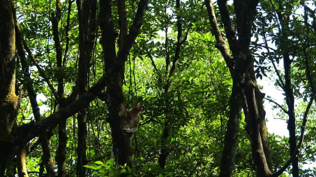 proboscis monkey intimidating at mangrove forest. Aggressive Male Proboscis Monkey at nature.