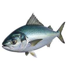 Atlantic mackerel fish close up isolated on black background seafood omega rich healthy eating concept on transparent background