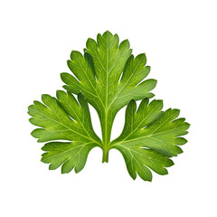Fresh cilantro leaf close up isolated on black background for cooking and food photography use cases on transparent background