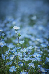 青いネモフィラ