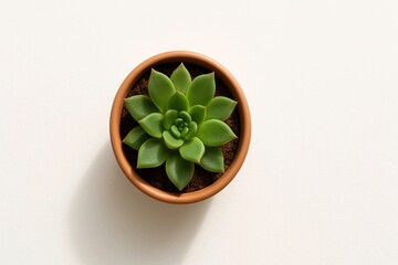 Top View of Potted Succulent Plant