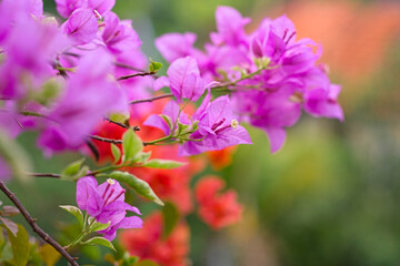 雨上がりに咲くブーゲンビリア