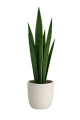 Sansevieria Plant in White Pot on Transparent Background