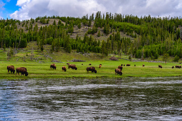 2022-12-31 THE YELLOWSTONE RIVER WITH MULTIPLE BISON GRAZING ON THE LUSH GREEN BANKS WITH A NICE SKY IN YELLOWSTONE NATIONAL PARK 