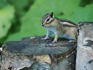 可愛らしいシマリス