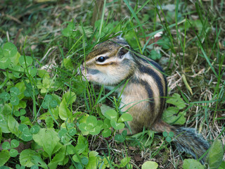 可愛らしいシマリス