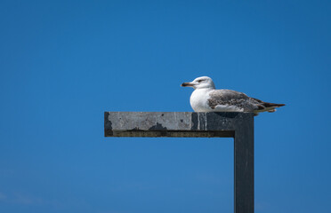Seagulls resting on a lamppost. blue sky background.