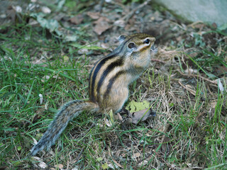 可愛らしいシマリス