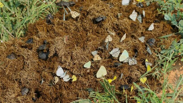 Popeye dung beetles (Pachylomera femoralis) and various species of butterflies on elephant dung, South Africa