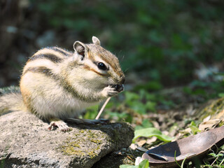 可愛らしいシマリス
