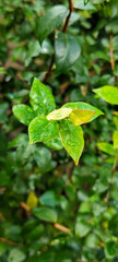 The background of wet leaves exposed to raindrops looks fresh and beautiful green.	
