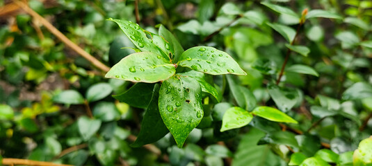 The background of wet leaves exposed to raindrops looks fresh and beautiful green.	
