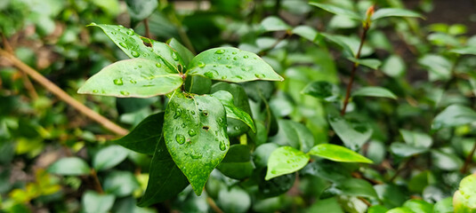 The background of wet leaves exposed to raindrops looks fresh and beautiful green.	
