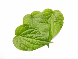 Fresh green betle leaves (Piper betle) isolated on white background. Herb medicine plant 